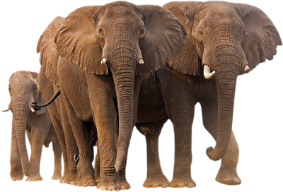 Elefant Porn Tube Elefant Porn Tube
